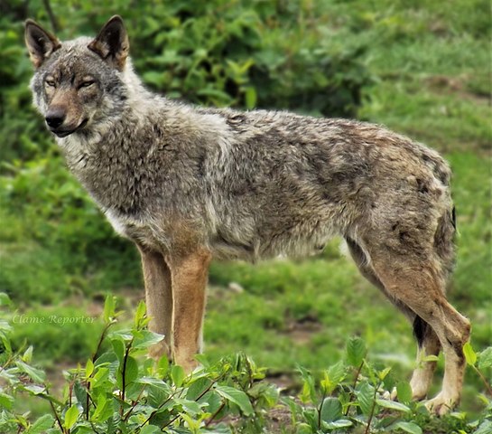 Apennine wolf