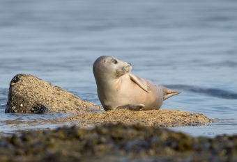Grey seal, Ravenscar Grey seal, Ravenscar