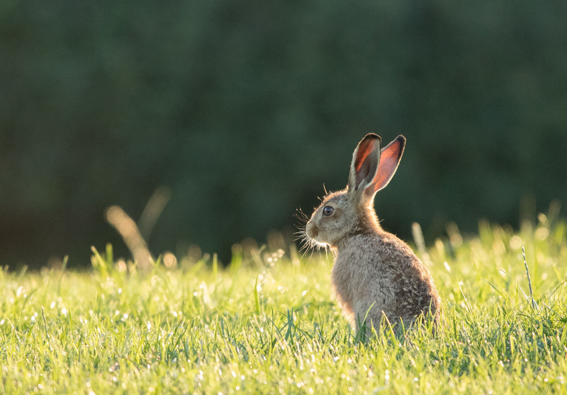 Leveret Leveret