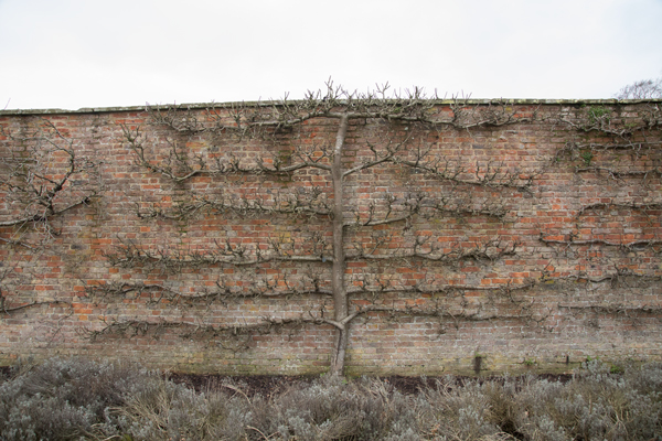 Beningbrough Hall, espalier fruit tree in the Walled Garden