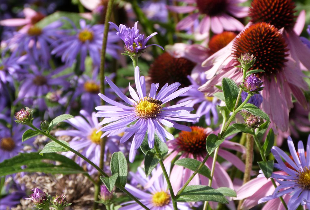 Flowers in the Valley Gardens, Harrogate