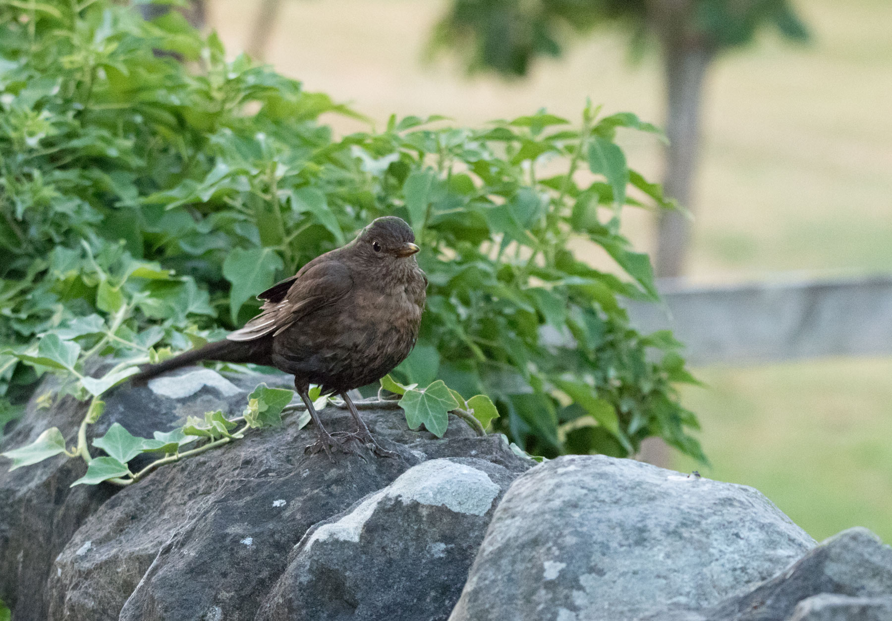 Blackbird, Bilton Lane Blackbird, Bilton Lane