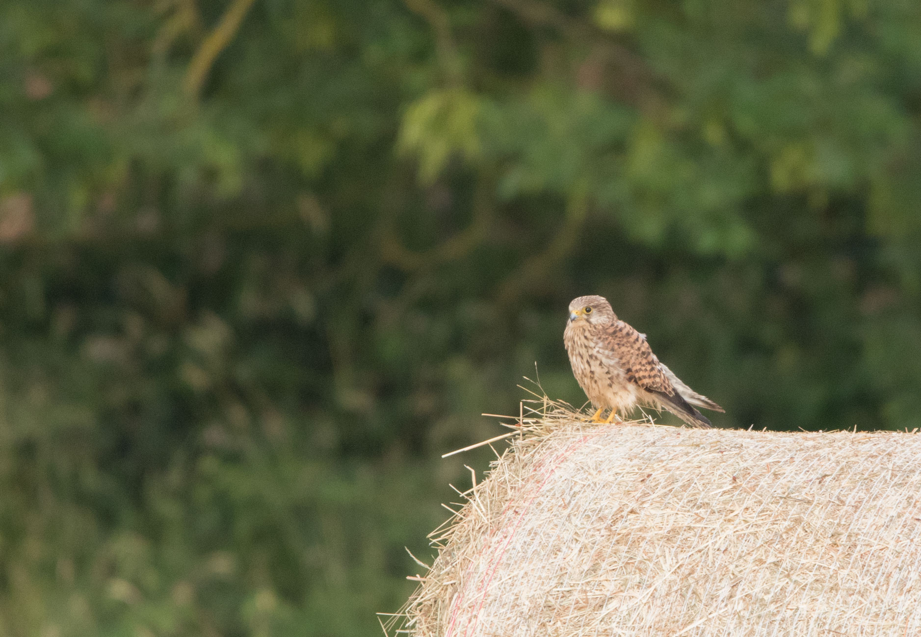 Kestrel, Bilton Kestrel, Bilton