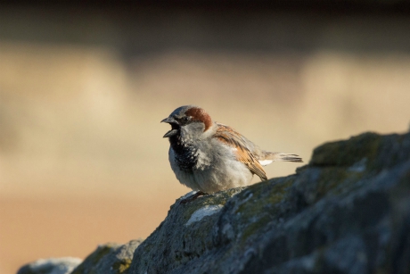 Sparrow, Bilton Lane