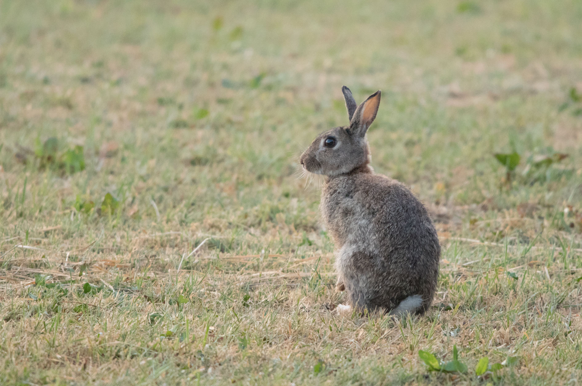 Rabbit, Bilton Lane Rabbit, Bilton Lane