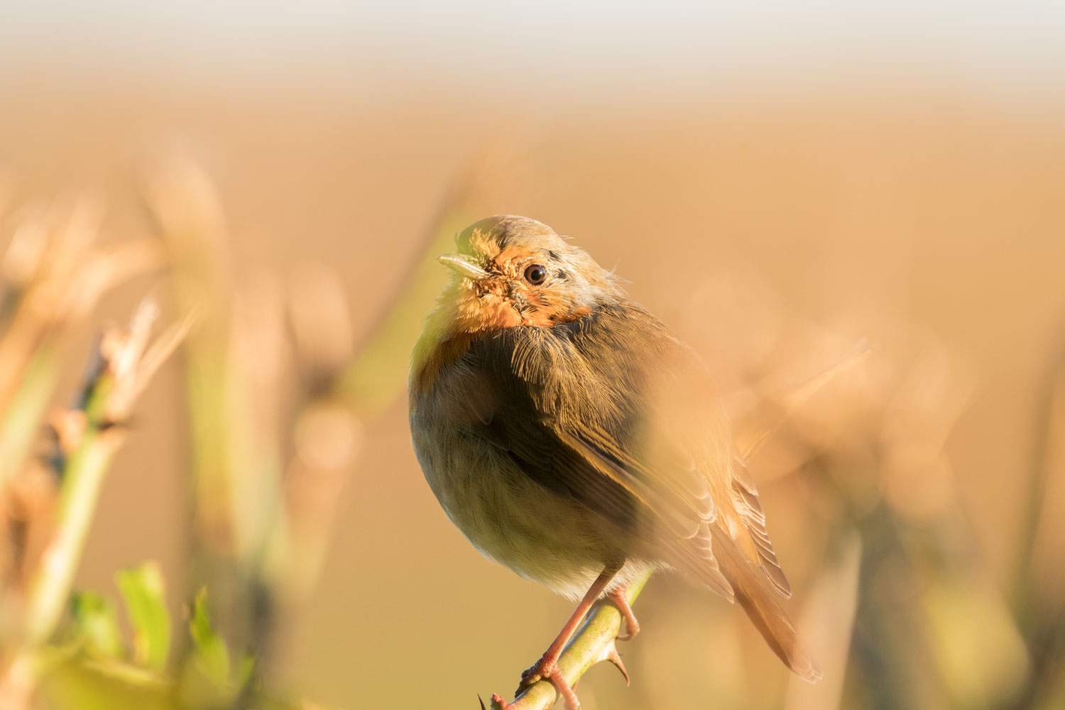 Robin, Bilton Lane Robin, Bilton Lane