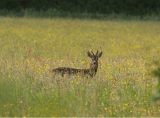 Roe deer, Bilton Lane