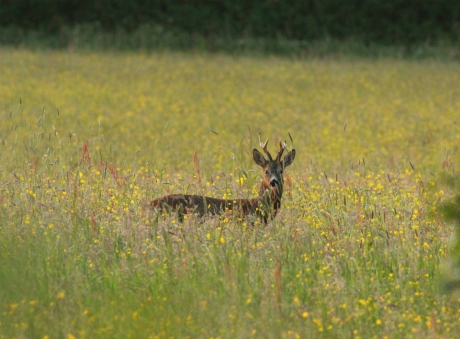 Roe deer, Bilton Lane