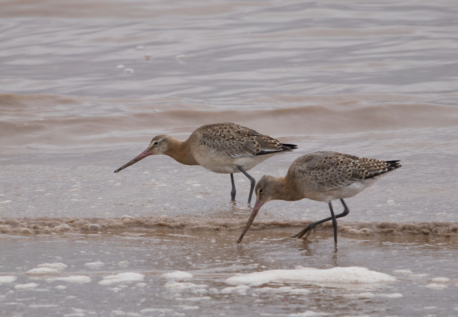 Black-tailed godwits near the Humber Bridge