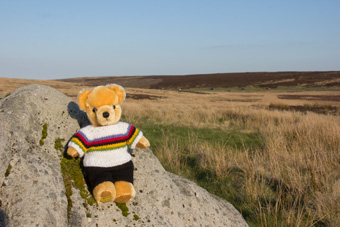 UCI World Champion bear, Blubberhouses Moor
