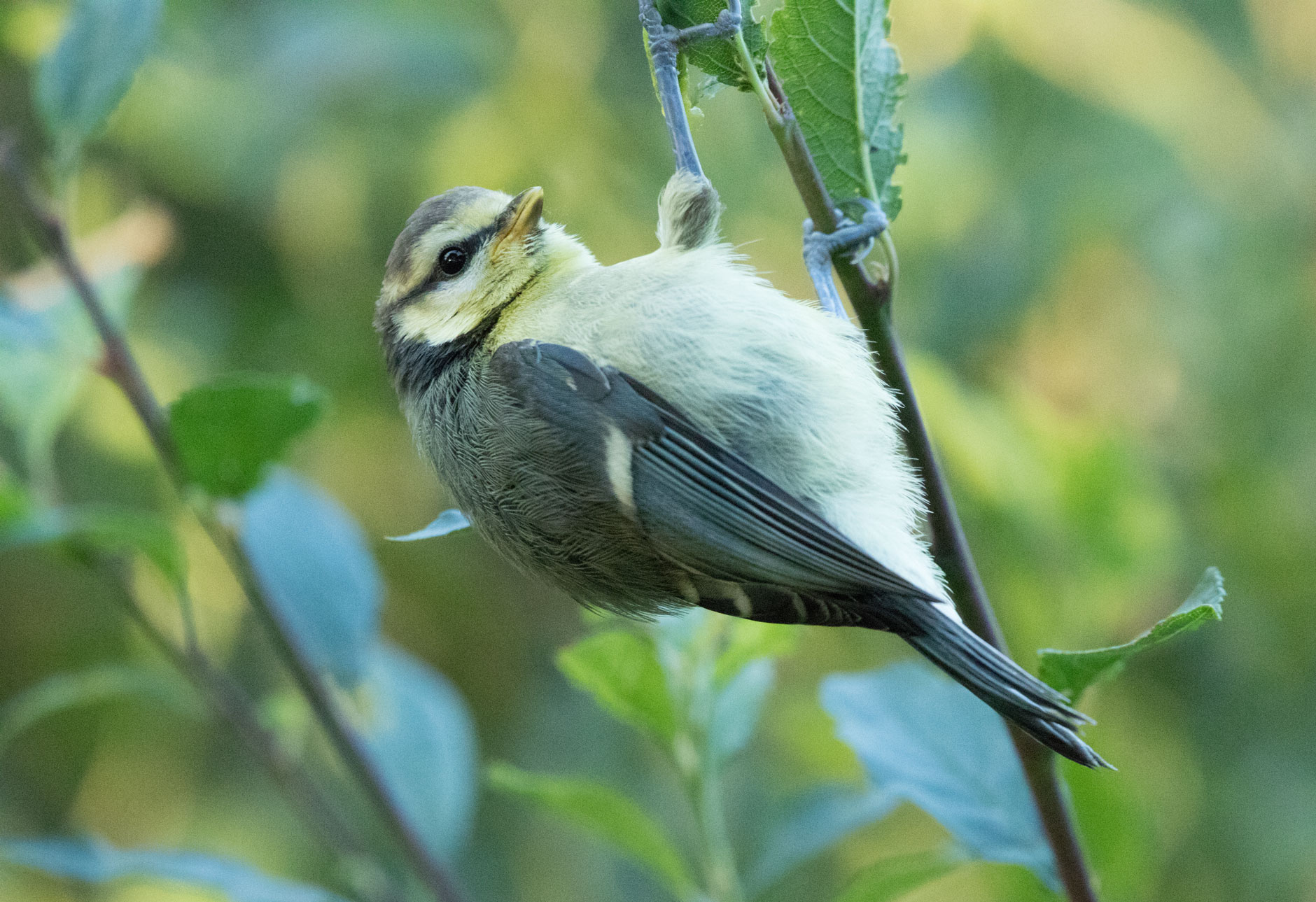 Blue tit Blue tit