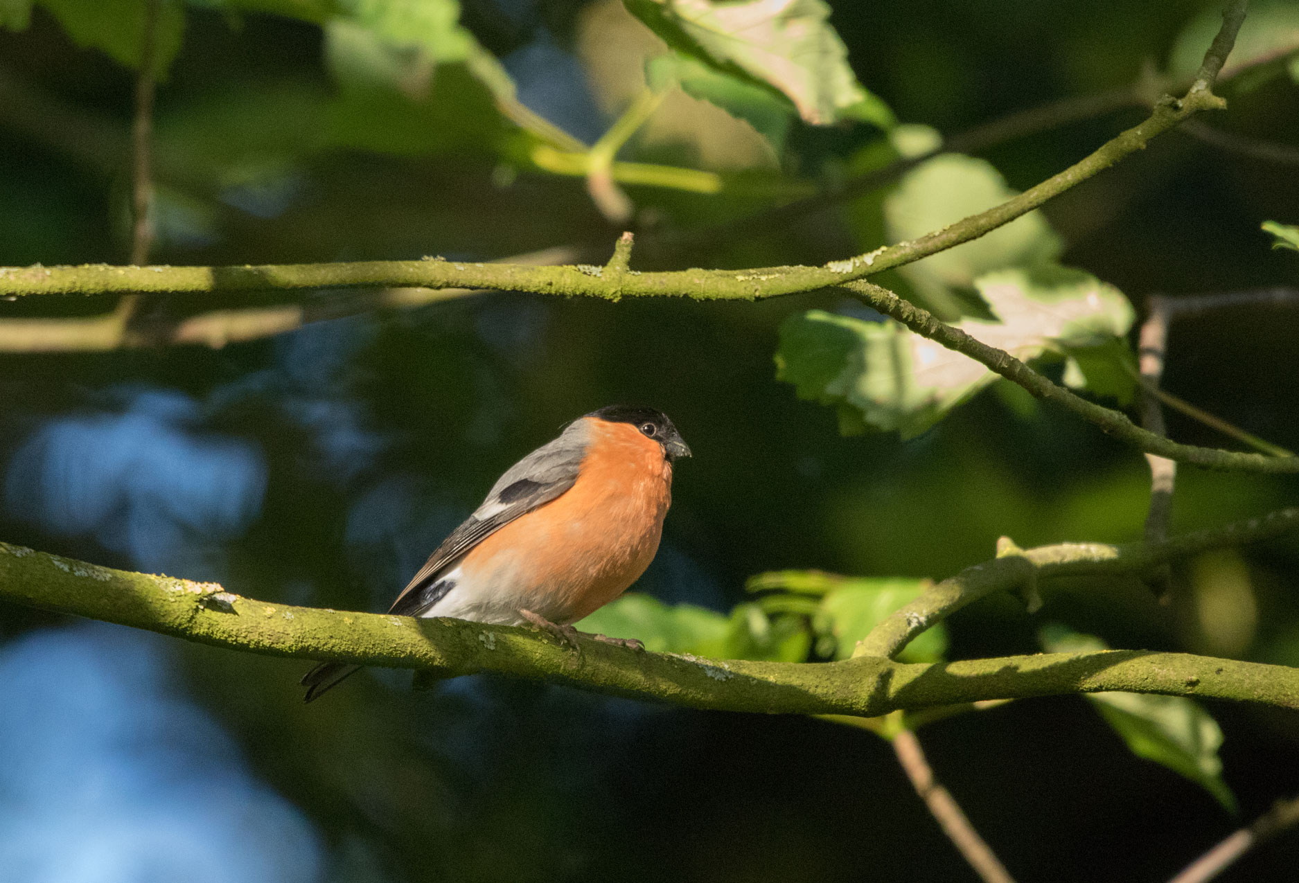 Bullfinch Bullfinch