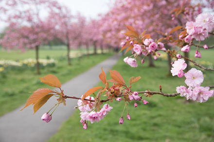 Cherry blossom, Harrogate Stray