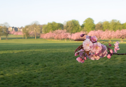 Cherry blossom, Harrogate Stray