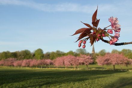 Cherry blossom on Harrogate Stray