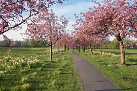 Cherry blossom, Harrogate Stray