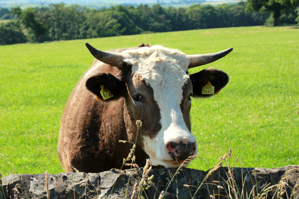 Cow on Clint Bank Cow on Clint Bank