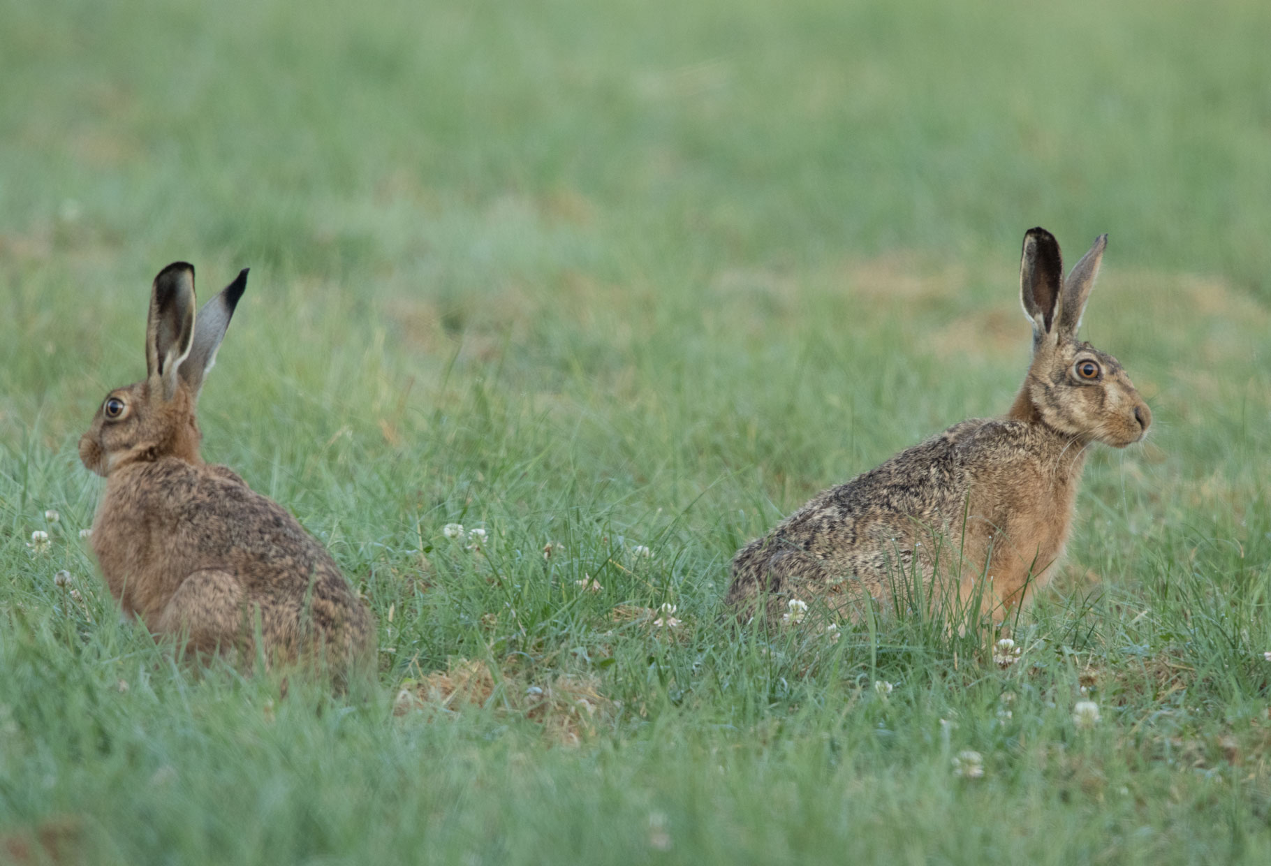 Hares at Bishop Thornton Hares at Bishop Thornton
