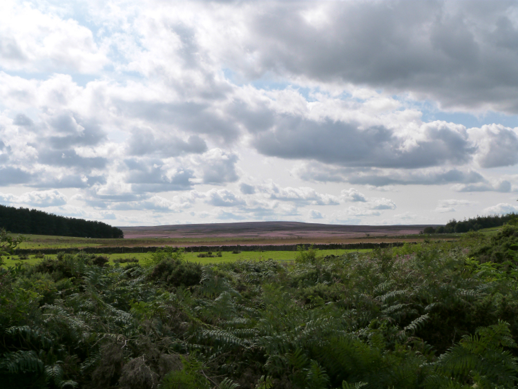 Dallow Moor Dallow Moor