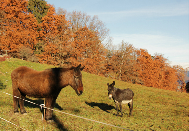 Cote de Domancy