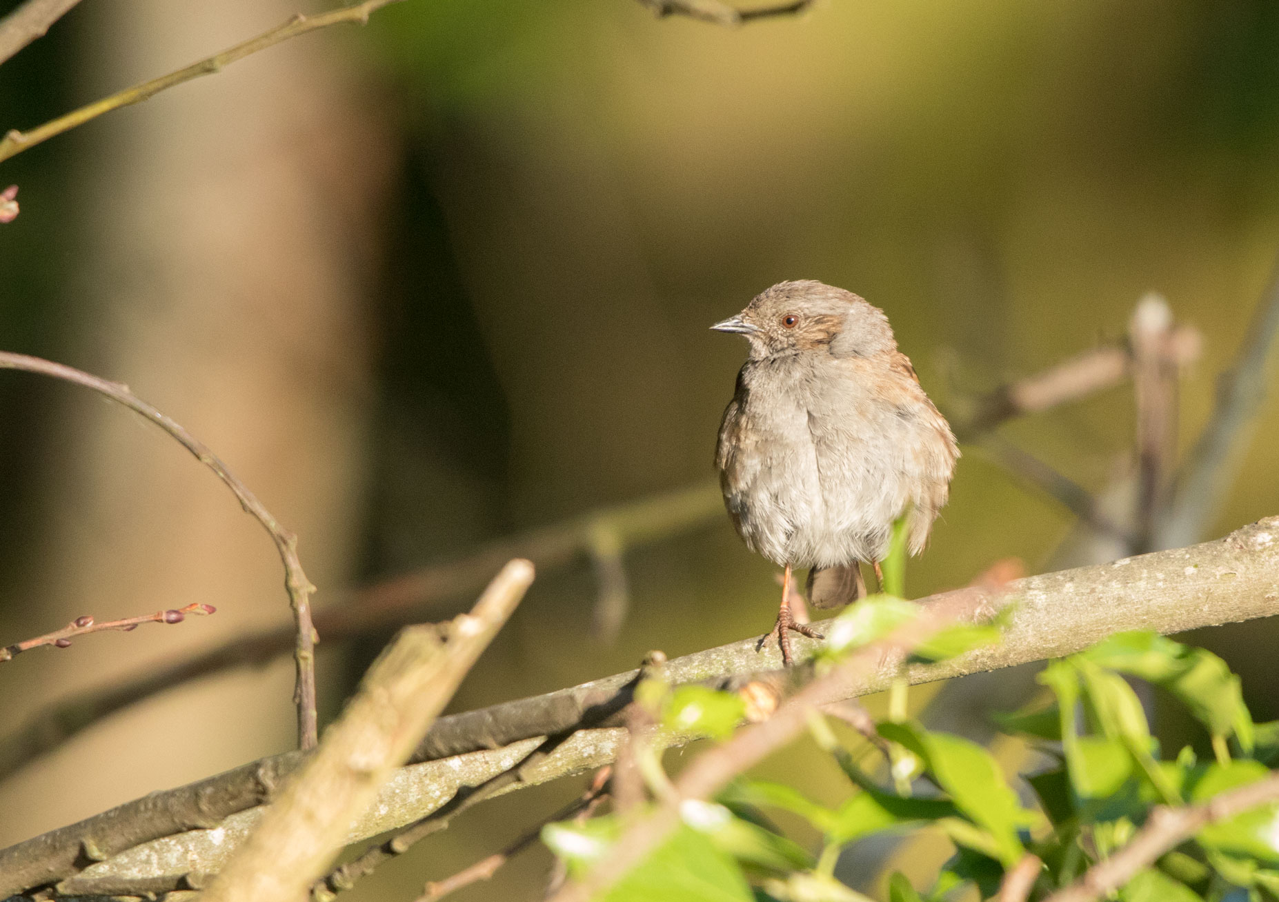 Dunnock Dunnock