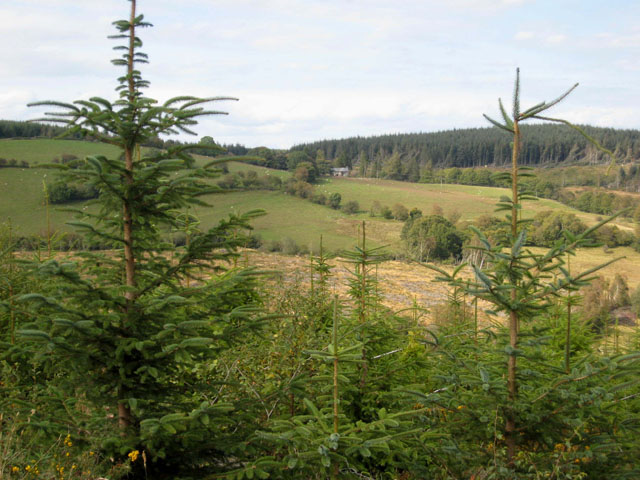 Dyfant Forest Dyfant Forest
