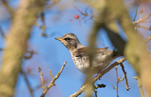 Fieldfare near York