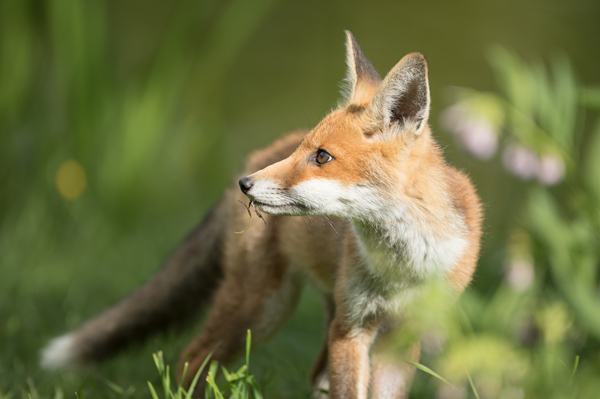Fox