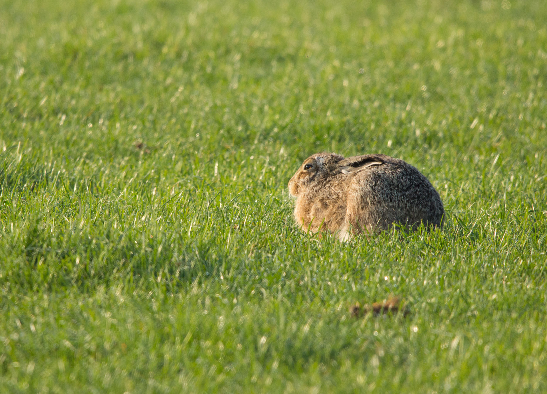 Hare resting Hare resting