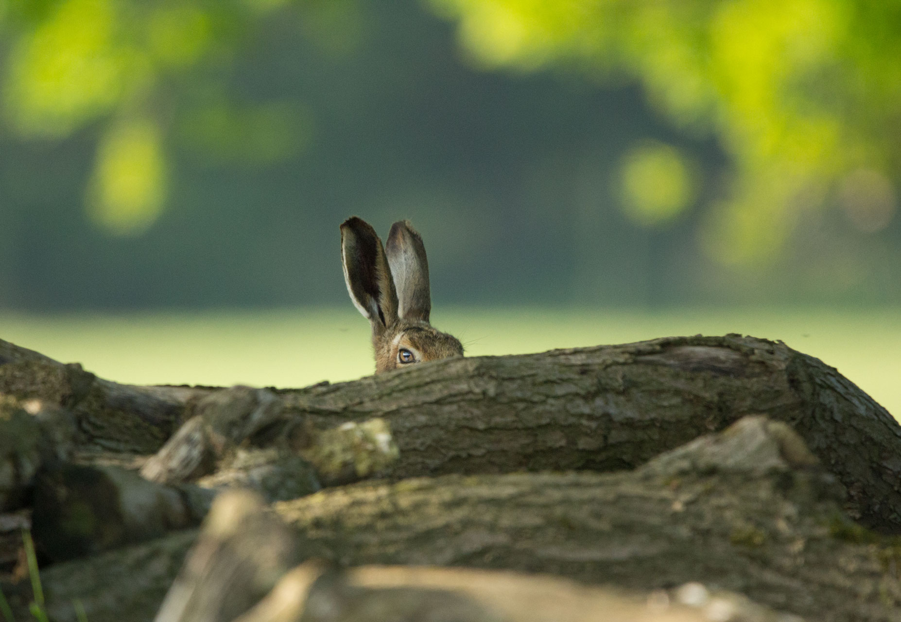 Hare at Studley Royal Hare at Studley Royal