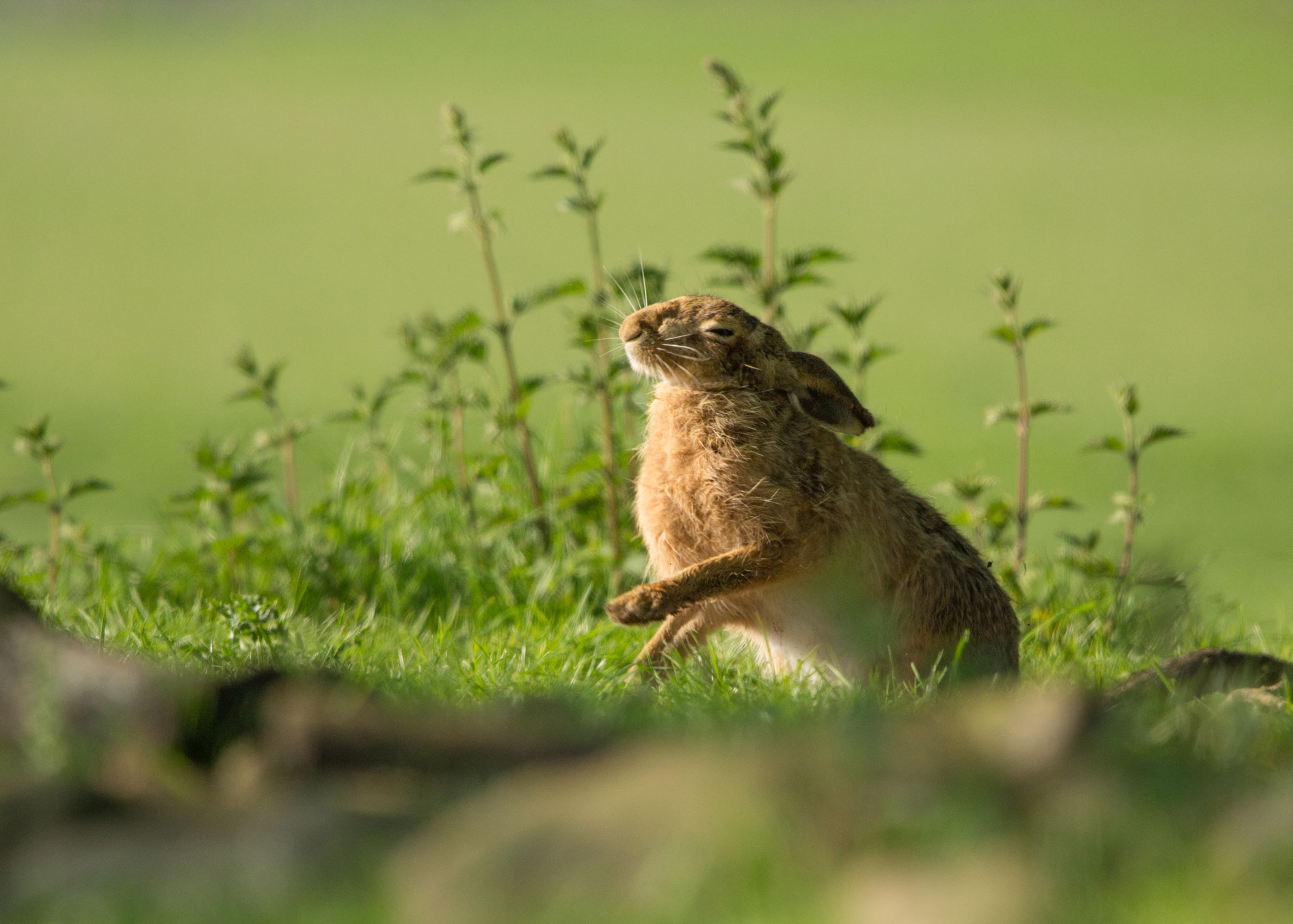 Hare enjoying the morning sun Hare enjoying the morning sun