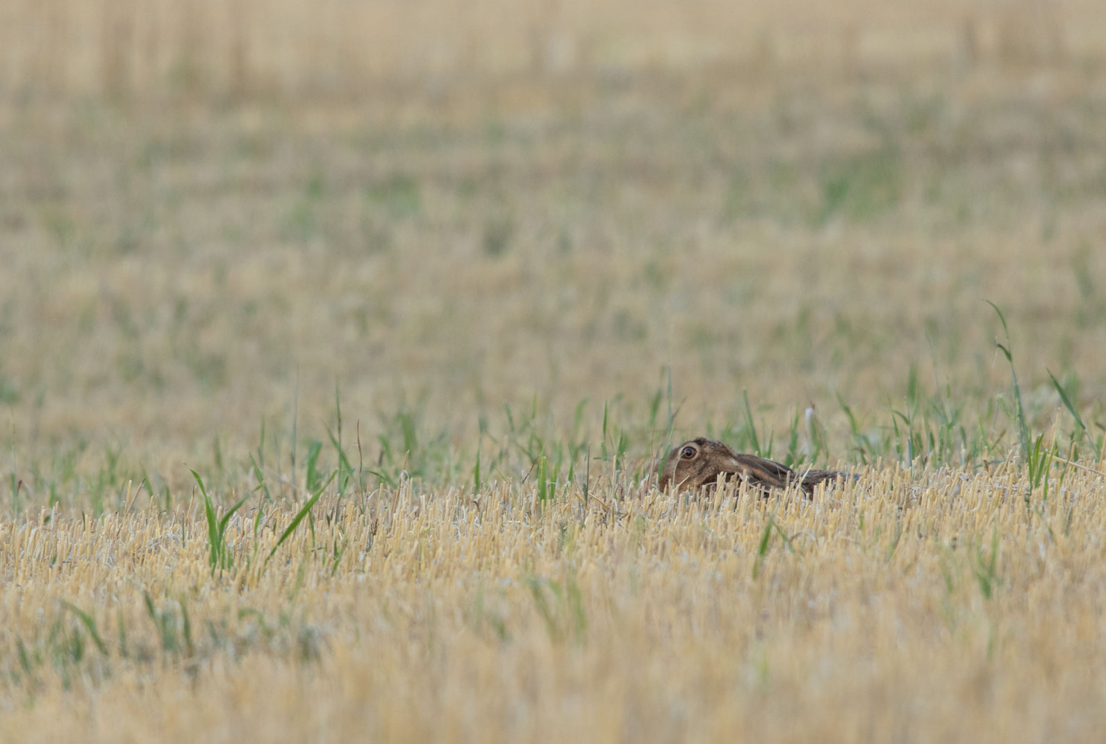 Hare lying low Hare lying low