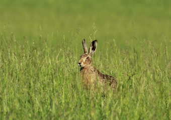 Hare at Studley Royal Hare at Studley Royal
