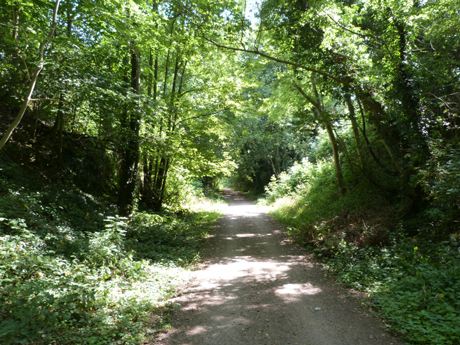 Harland Way through woodland
