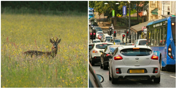 Harrogate relief road