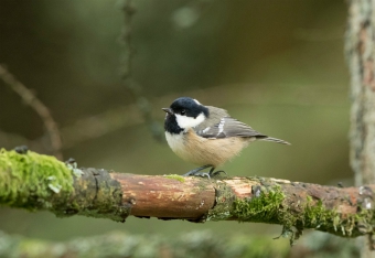 Coal tit, Yorkshire Dales Coal tit, Yorkshire Dales