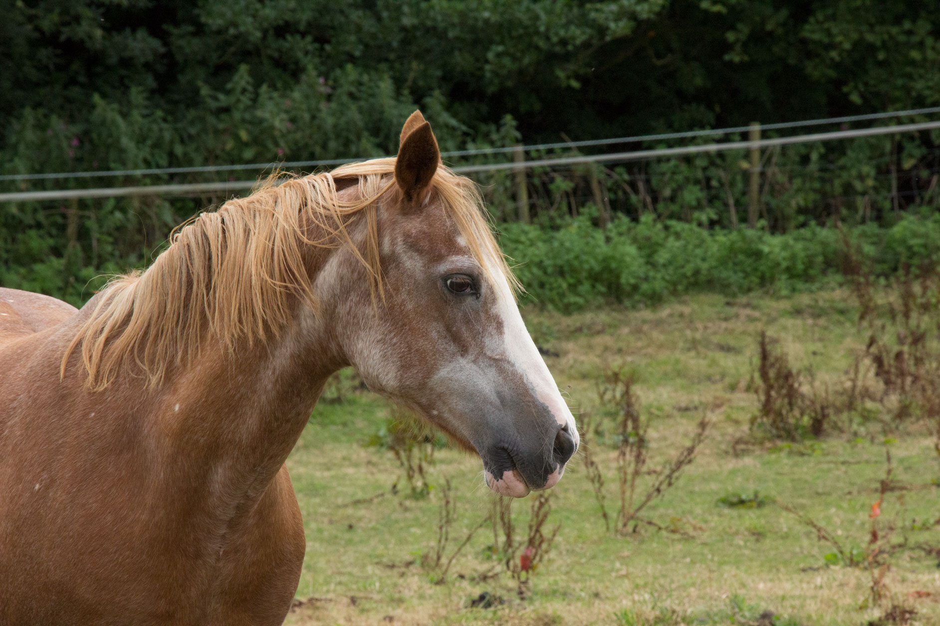 Hay-a-Park horse Hay-a-Park horse