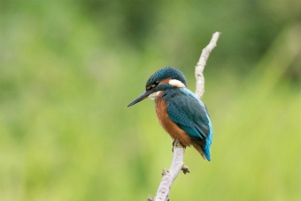 Kingfisher, Saltaire Kingfisher, Saltaire
