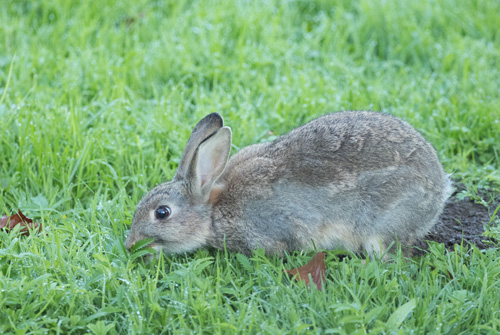 Rabbit, High Batts