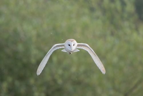 Barn owl, Kex Gill