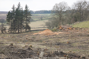 Trees felled for A59 Kex Gill realignment
