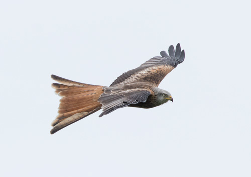 Red kite, Yorkshire Showground