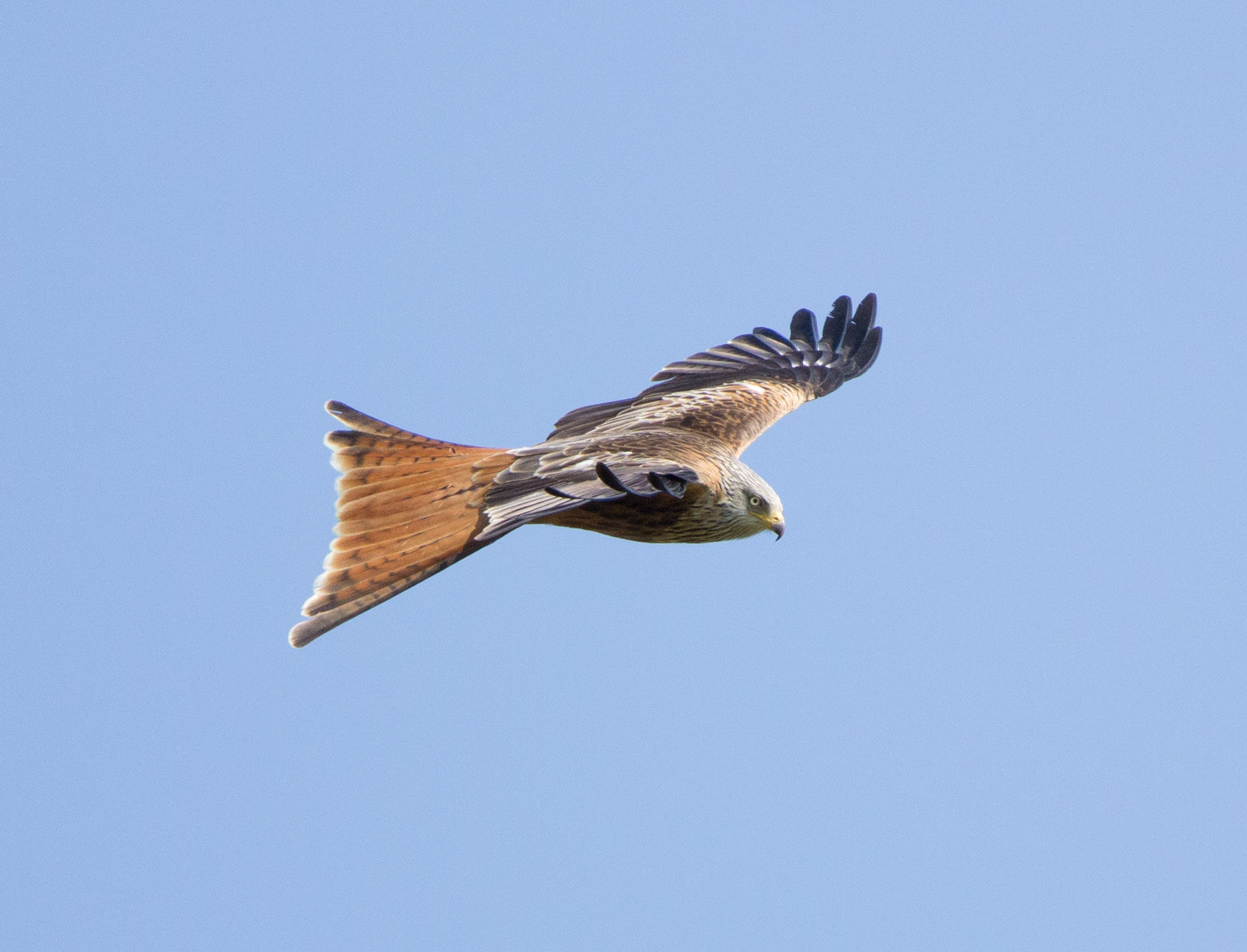 Red kite at the Yorkshire Showground Red kite at the Yorkshire Showground