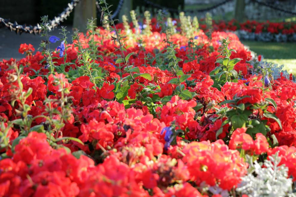 Flower bed at Knaresborough Castle Flower bed at Knaresborough Castle