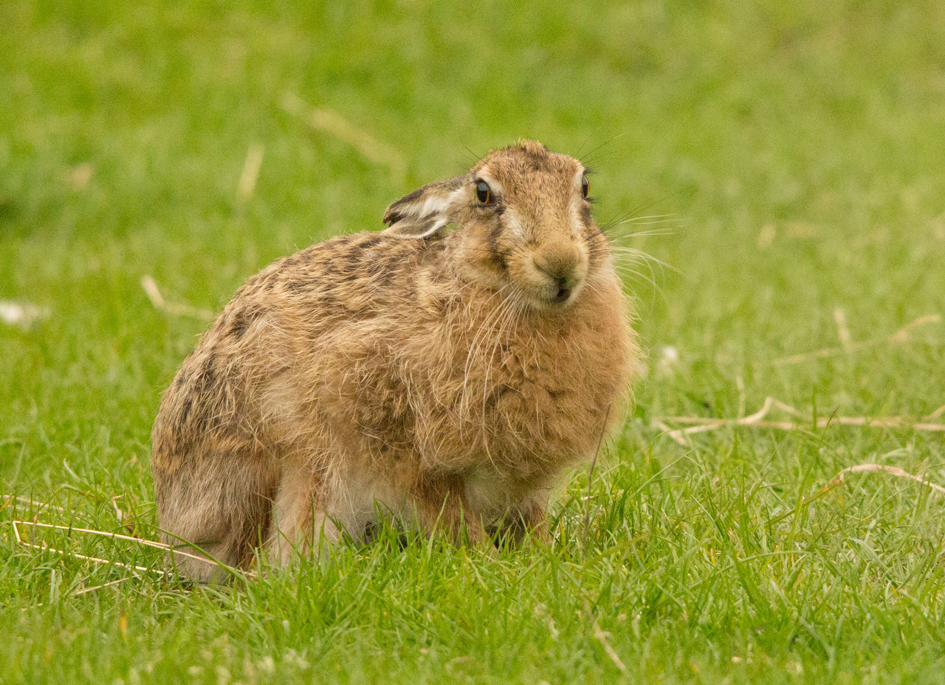 Hare nibbling the grass Hare nibbling the grass