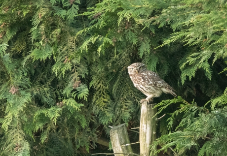 Little owl, Bilton Lane