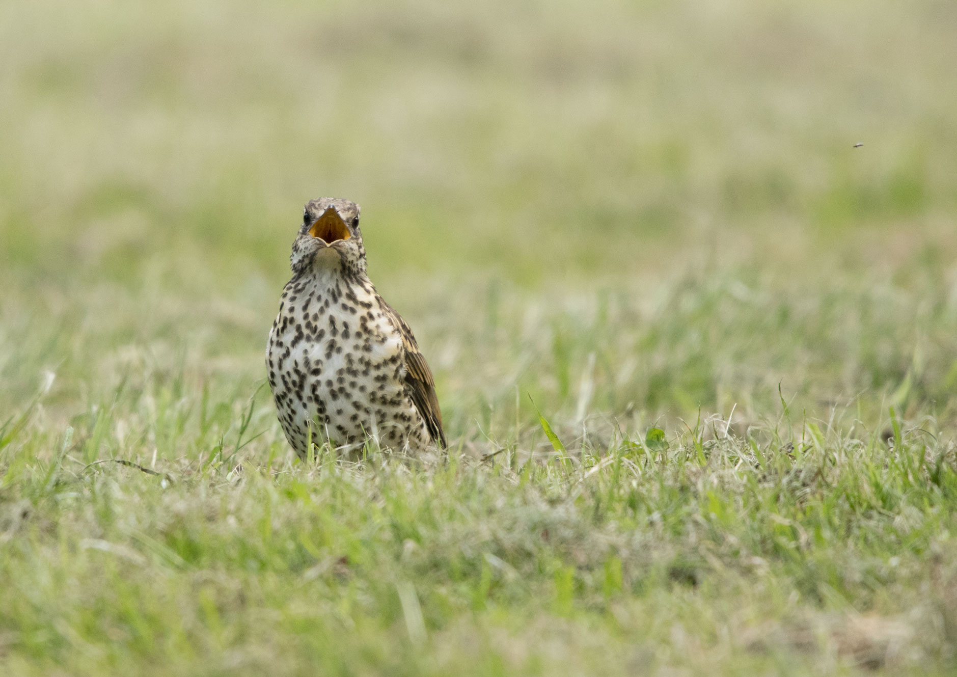 Mistle thrush, Harrogate Stray Mistle thrush, Harrogate Stray