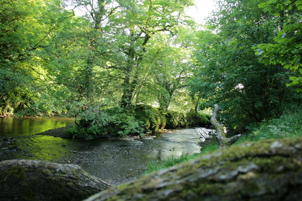 River Nidd at Limekiln Wood River Nidd at Limekiln Wood