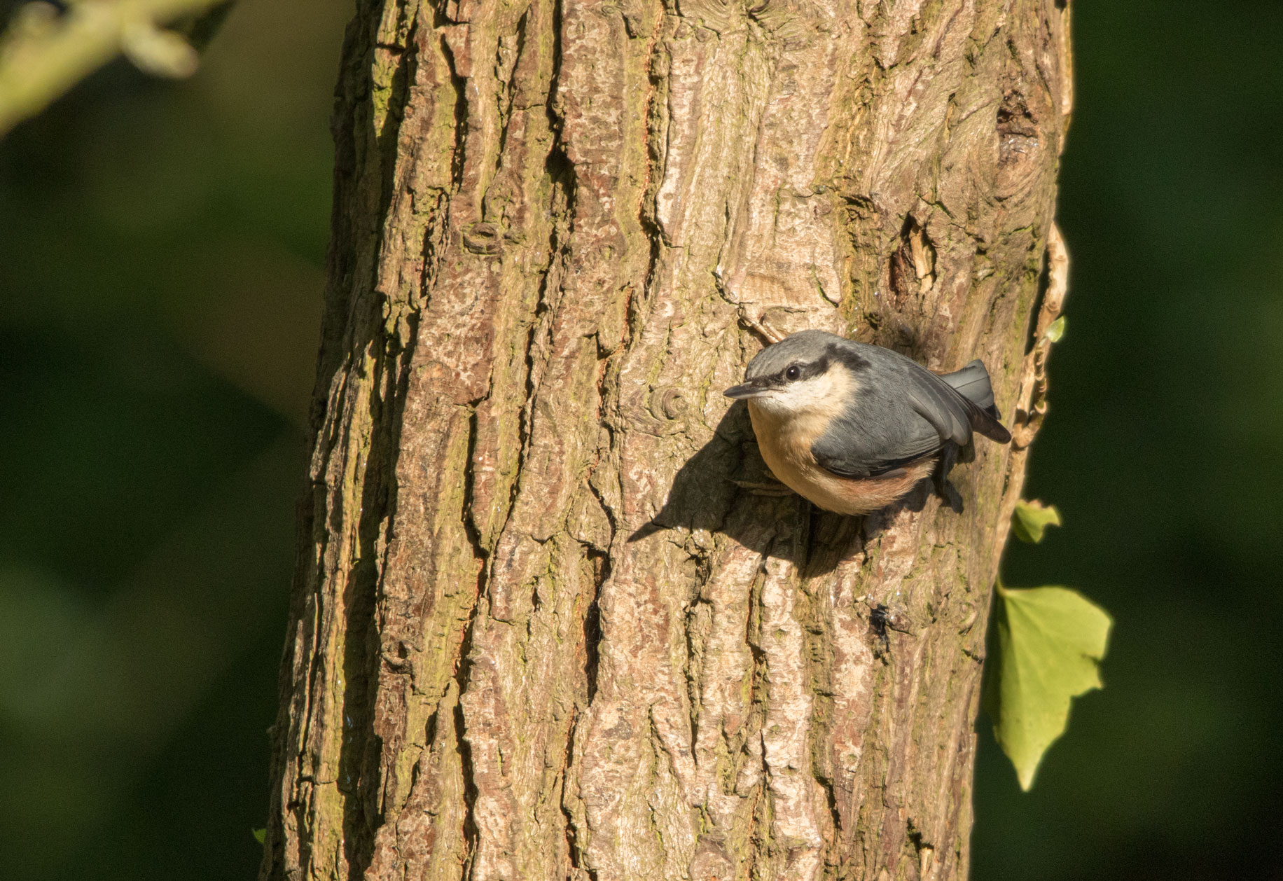 Nuthatch, Bilton lane Nuthatch, Bilton lane