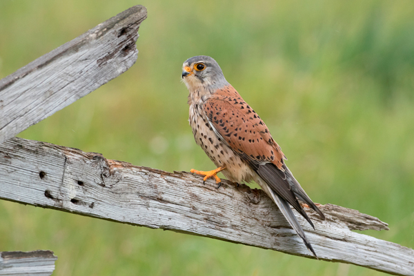 Kestrel